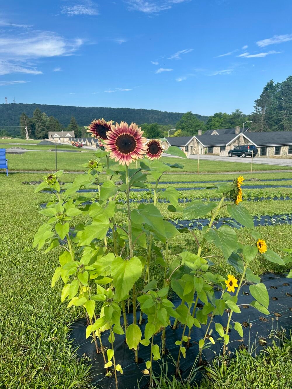 Soft Opening! U-Pick: Saturday, July 5th - Image 8