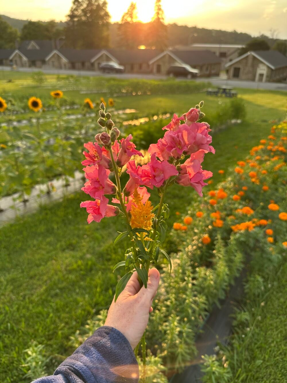 Soft Opening! U-Pick: Saturday, July 5th - Image 2